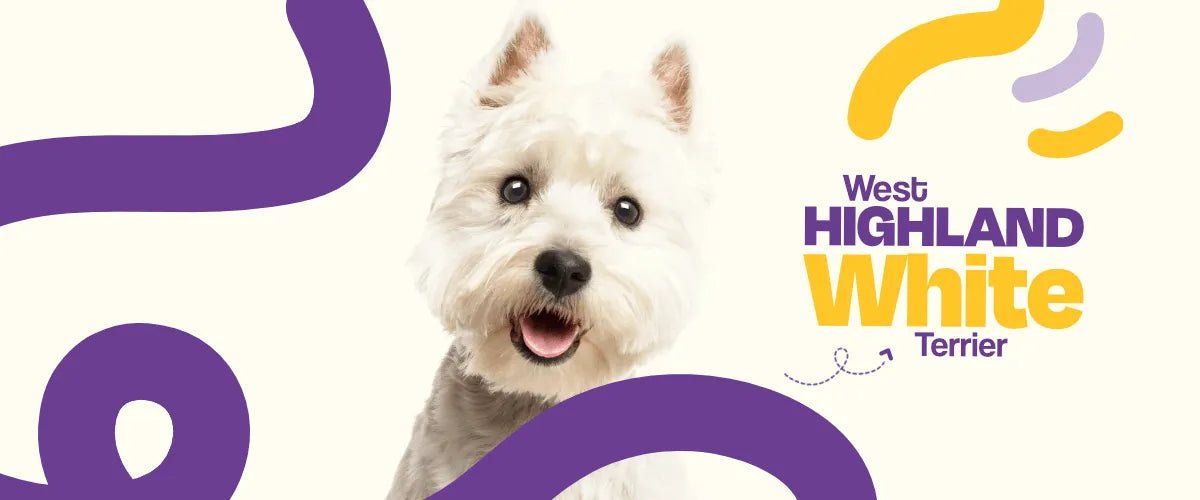West Highland White Terrier (Westie) - Dogelthy