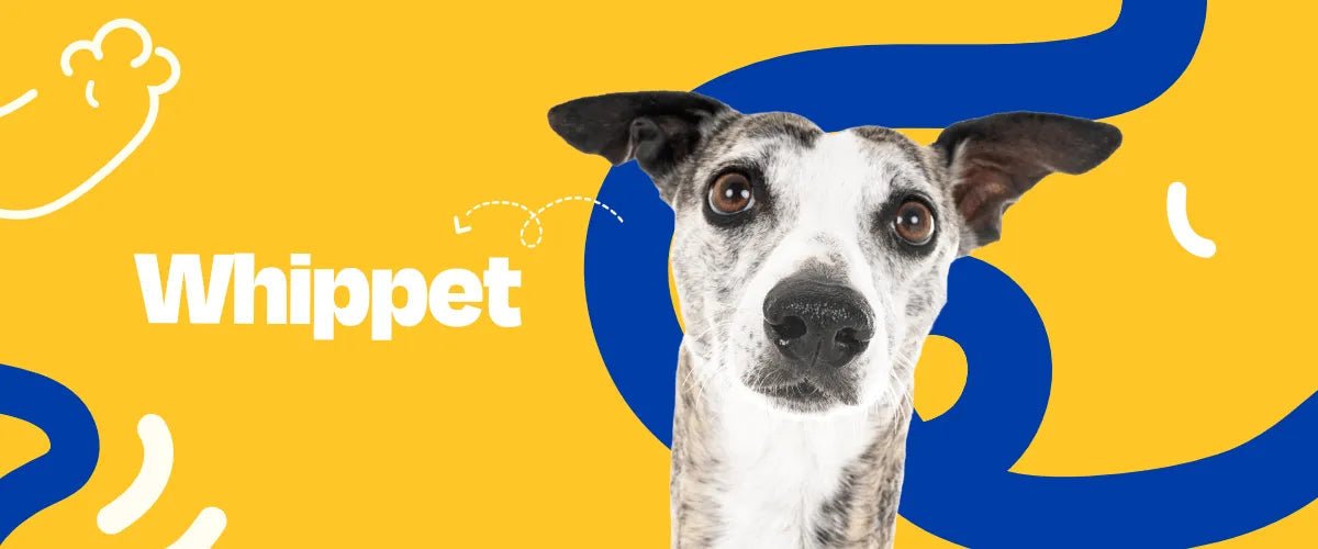Whippet - Dogelthy