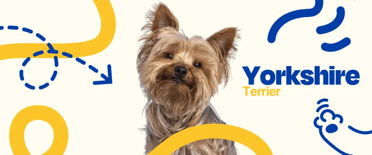 Yorkshire Terrier - Dogelthy