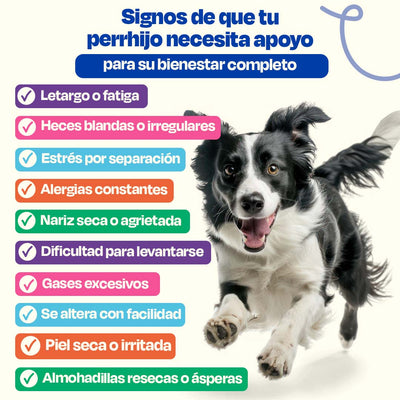 Kit del Perro Sano