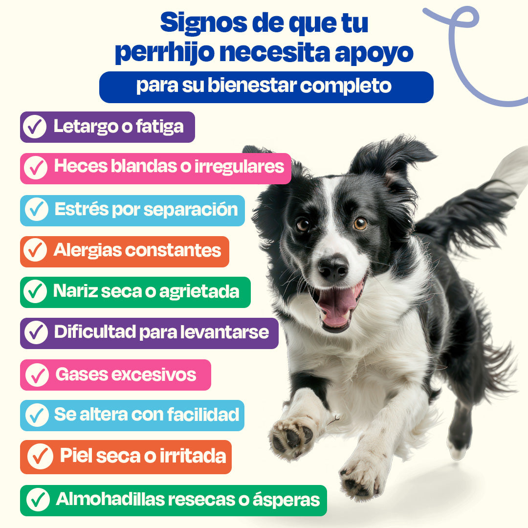 Kit del Perro Sano sabor Cerdo
